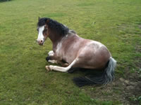 Everyone relaxes at cedar park cottages in Lincolnshire